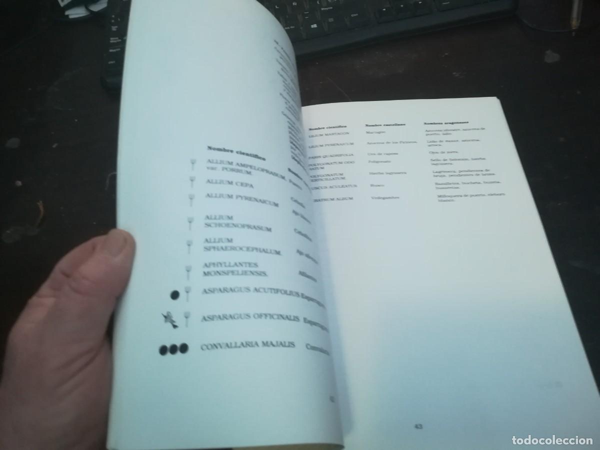 Libros de segunda mano: BOTANICA POPULAR ARAGONESA / CONS316 / VVAA - Foto 12