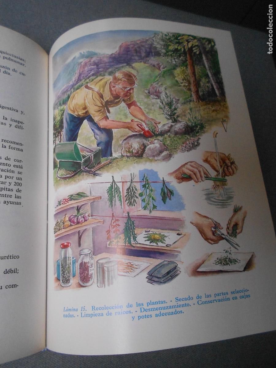 Libros de segunda mano: PLANTAS MEDICINALES - Foto 7