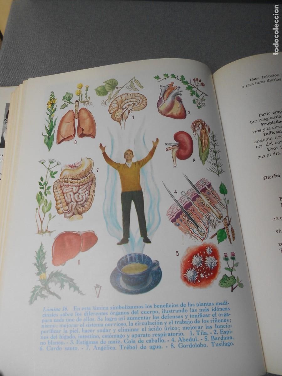 Libros de segunda mano: PLANTAS MEDICINALES - Foto 8