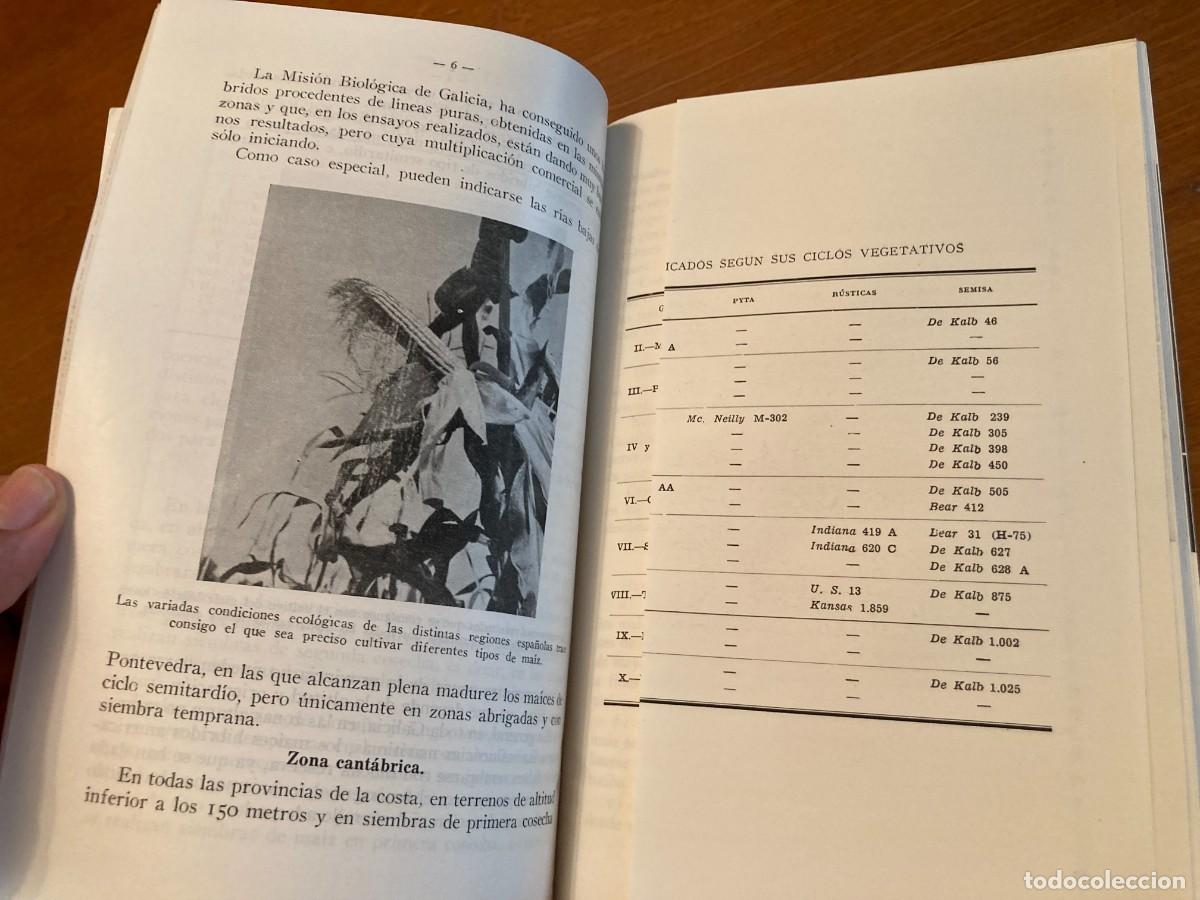 Libros de segunda mano: EL MAIZ, SERVCIO EXTENSION AGRARIA / CONS420 / 1957 / - Foto 5
