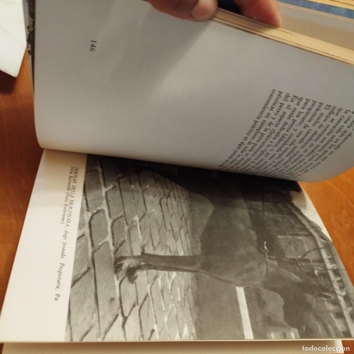 Libros de segunda mano: EL DOGO ALEMAN / FIORENZO FIORONE / CONS433 / DE VECCHI - Foto 8