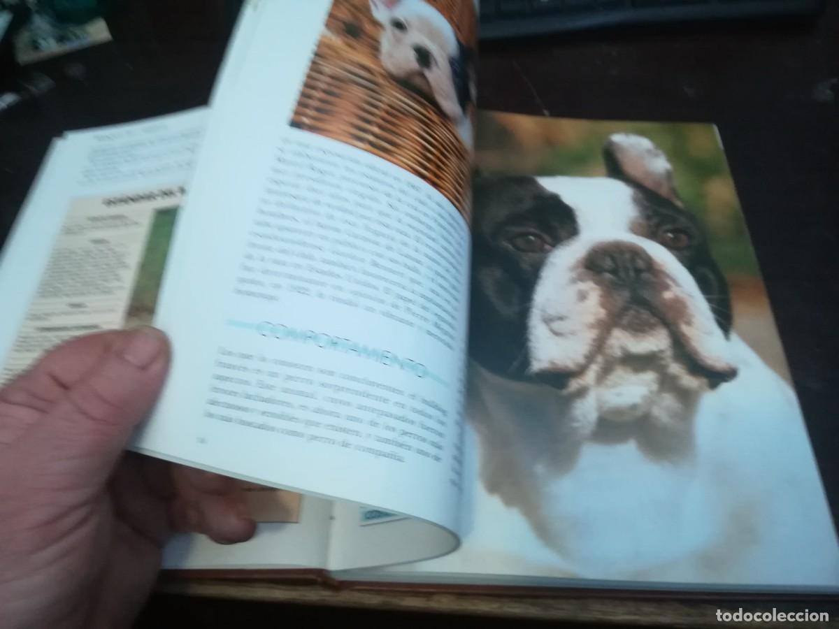 Libros de segunda mano: MIS AMIGOS LOS PERROS VOLUMEN / CONS254 / PLANETA - Foto 9