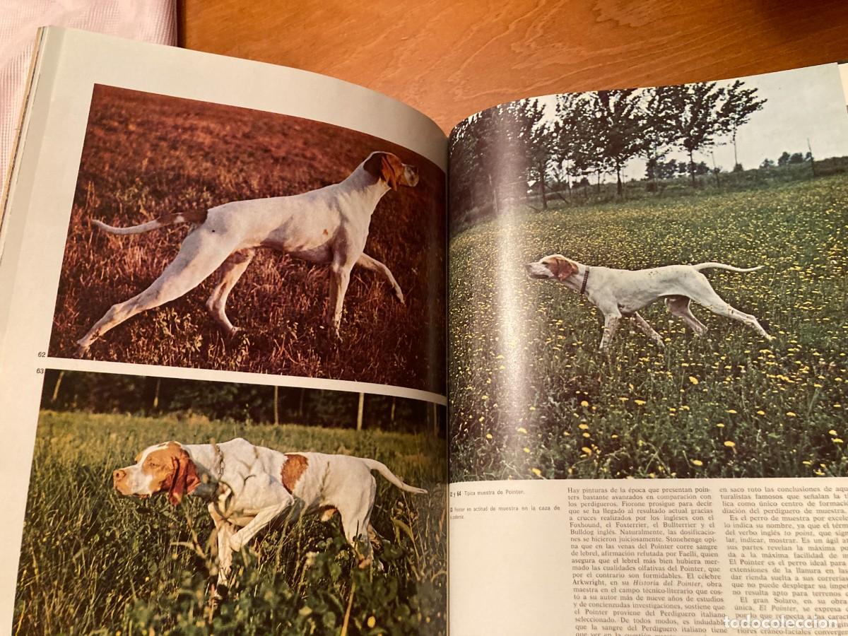 Libros de segunda mano: PERROS DE CAZA / CONS292 / TEIDE - Foto 5