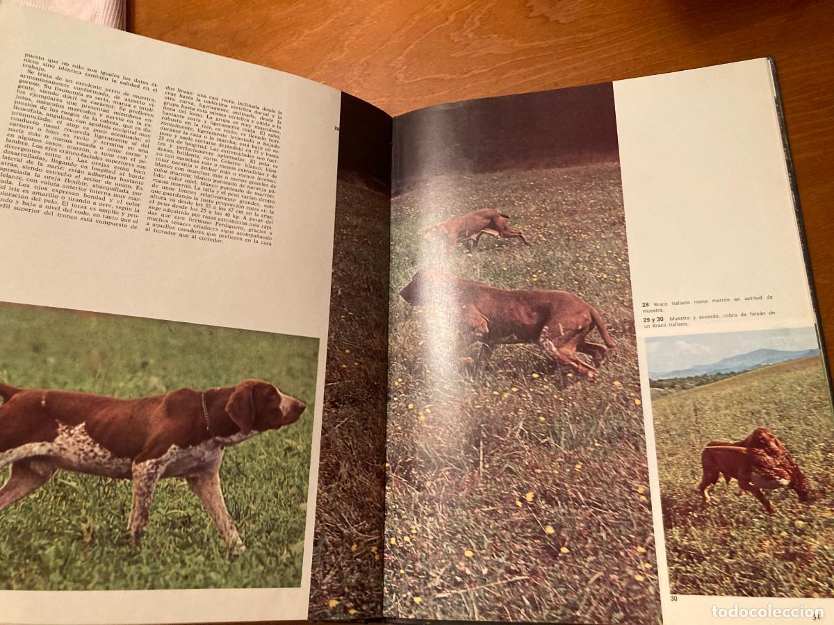 Libros de segunda mano: PERROS DE CAZA / CONS292 / TEIDE - Foto 6