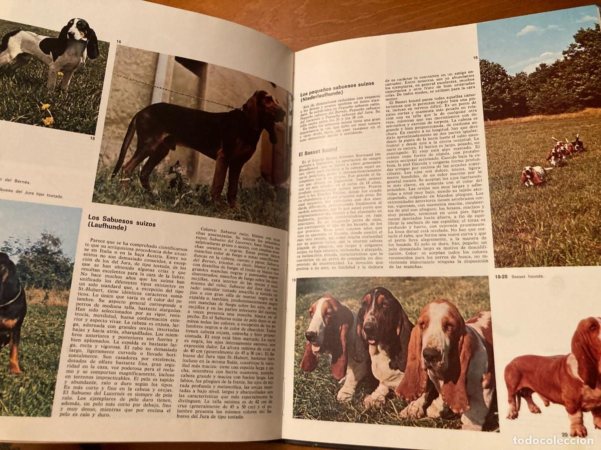 Libros de segunda mano: PERROS DE CAZA / CONS292 / TEIDE - Foto 7
