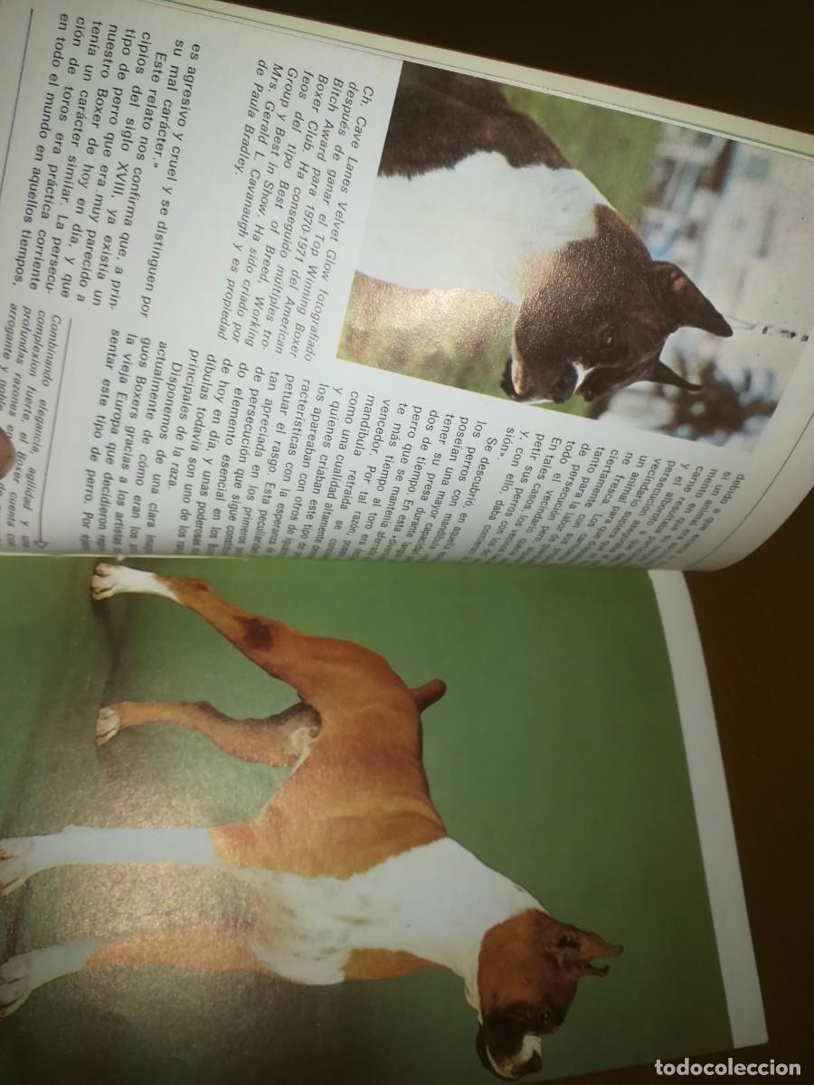 Libros de segunda mano: EL BOXER / B PISANO / CONS399 / HISPANO EUROPEA / - Foto 6