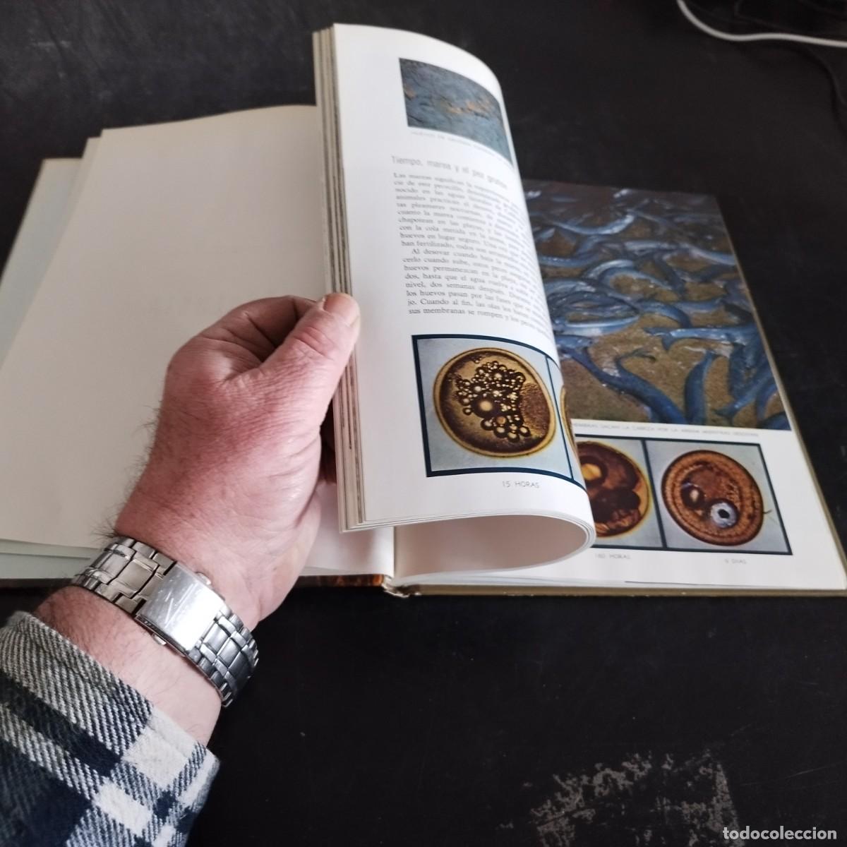 Libros de segunda mano: ECOLOGIA / TIME LIFE, COLECCI&Oacute;N NATURALEZA / CONS17-20E - Foto 10