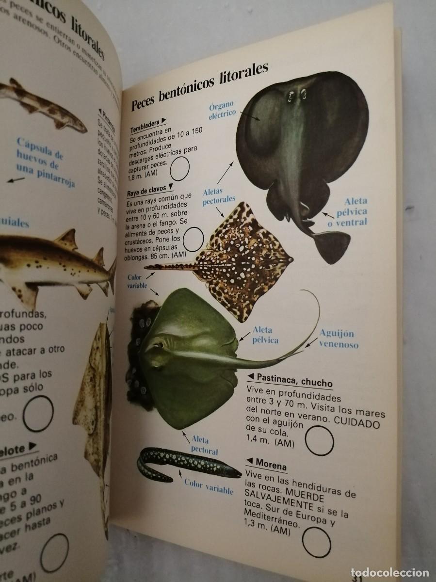 Libros de segunda mano: Gu&iacute;as de la naturaleza: Peces (Primera edici&oacute;n) - Foto 3