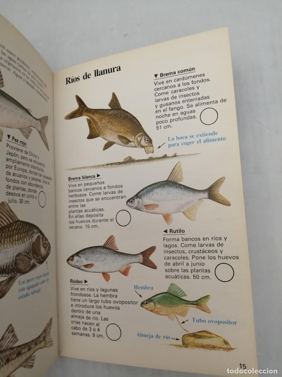 Libros de segunda mano: Gu&iacute;as de la naturaleza: Peces (Primera edici&oacute;n) - Foto 4