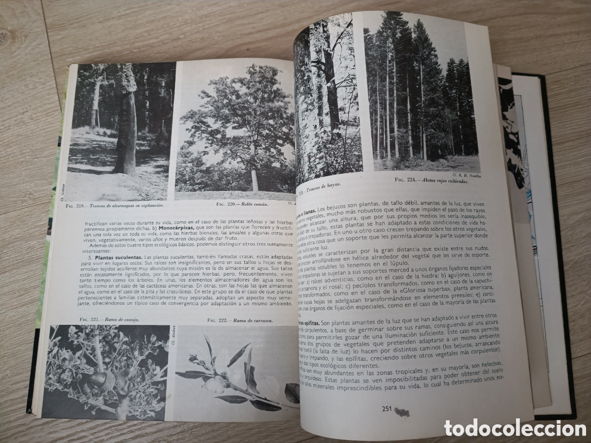 Libros de segunda mano: BOT&Aacute;NICA - ANDR&Eacute; TH&Eacute;RON - Foto 4