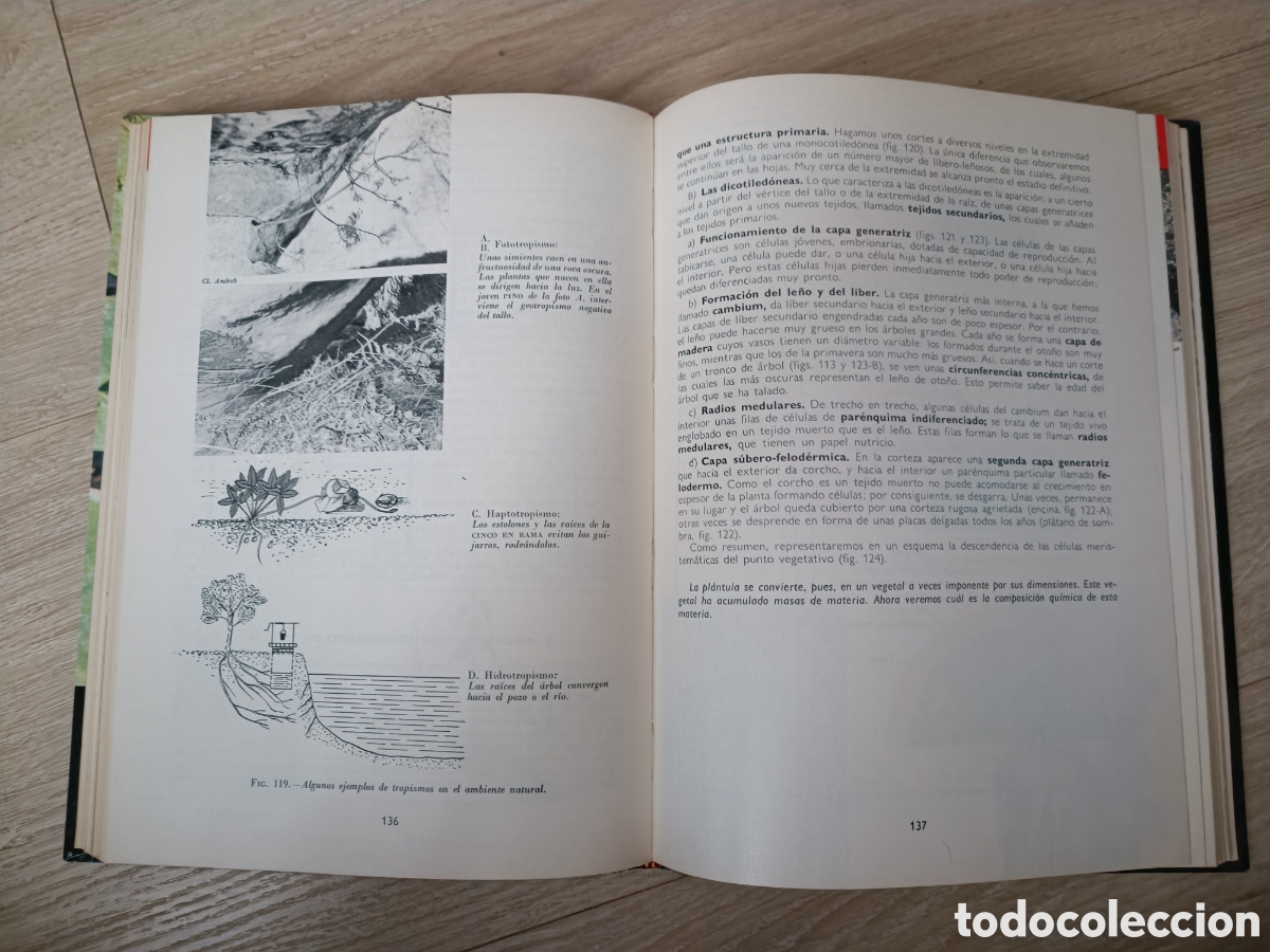 Libros de segunda mano: BOT&Aacute;NICA - ANDR&Eacute; TH&Eacute;RON - Foto 5