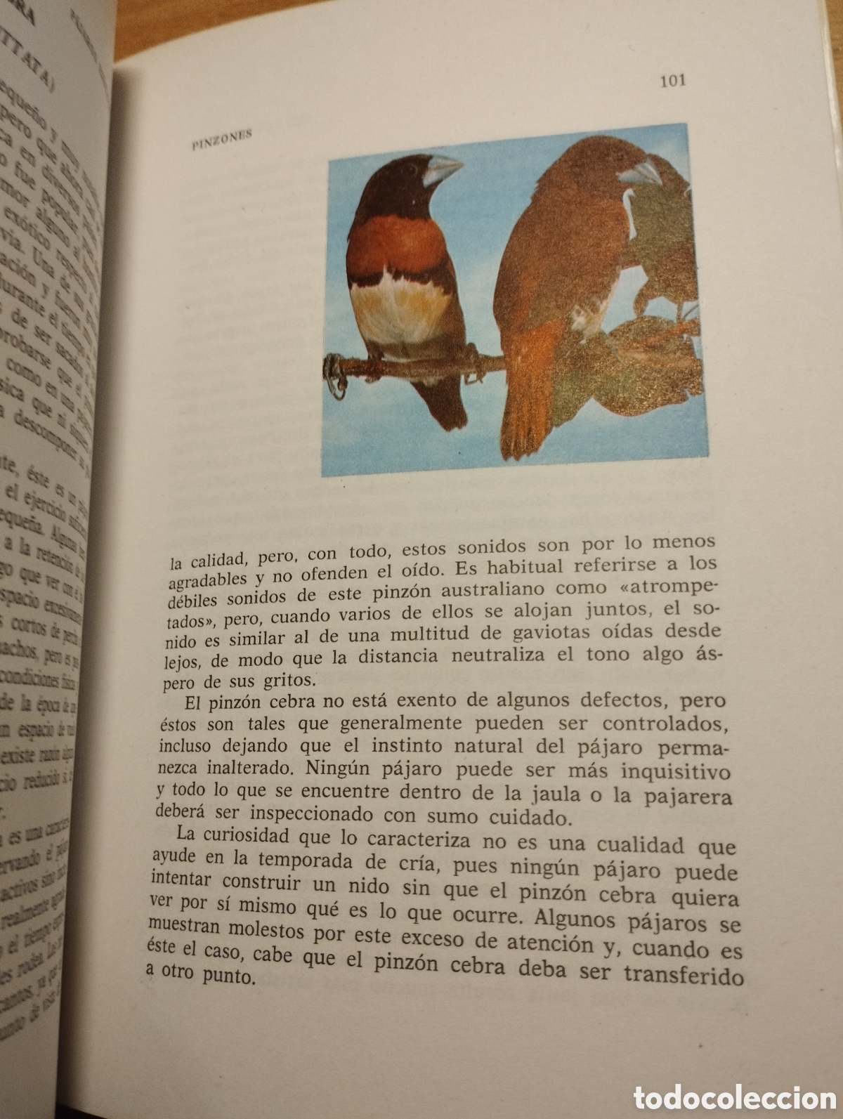 Libros de segunda mano: P&Aacute;JAROS EX&Oacute;TICOS. VARIEDADES, CRIA Y CUIDADOS (P. M. SODERBERG) - Foto 6