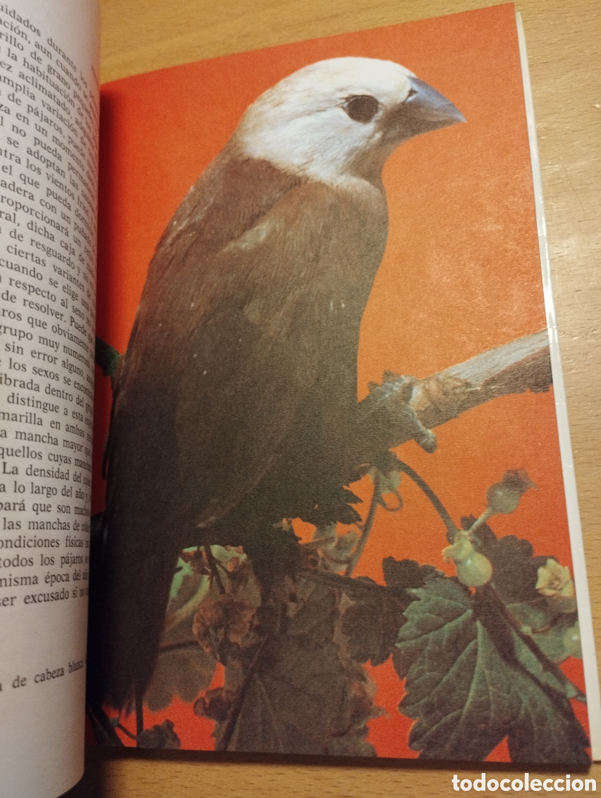 Libros de segunda mano: P&Aacute;JAROS EX&Oacute;TICOS. VARIEDADES, CRIA Y CUIDADOS (P. M. SODERBERG) - Foto 7