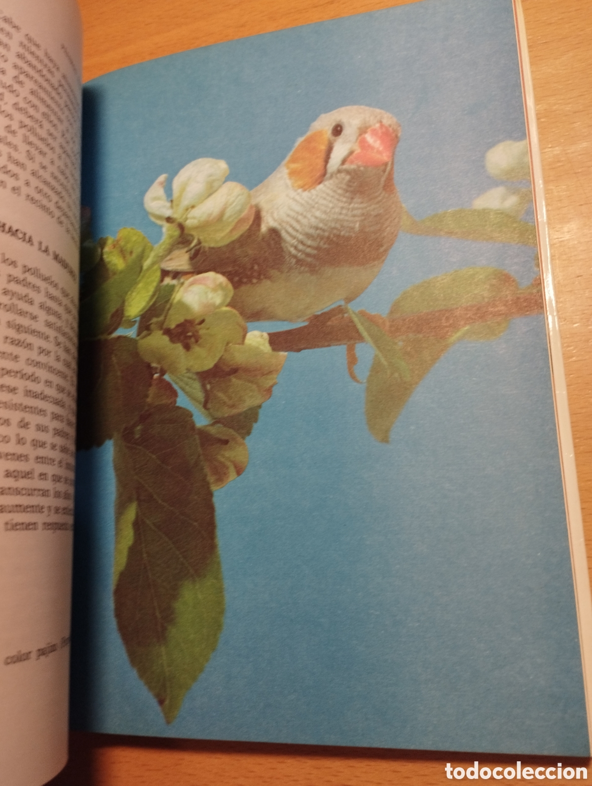 Libros de segunda mano: P&Aacute;JAROS EX&Oacute;TICOS. VARIEDADES, CRIA Y CUIDADOS (P. M. SODERBERG) - Foto 8