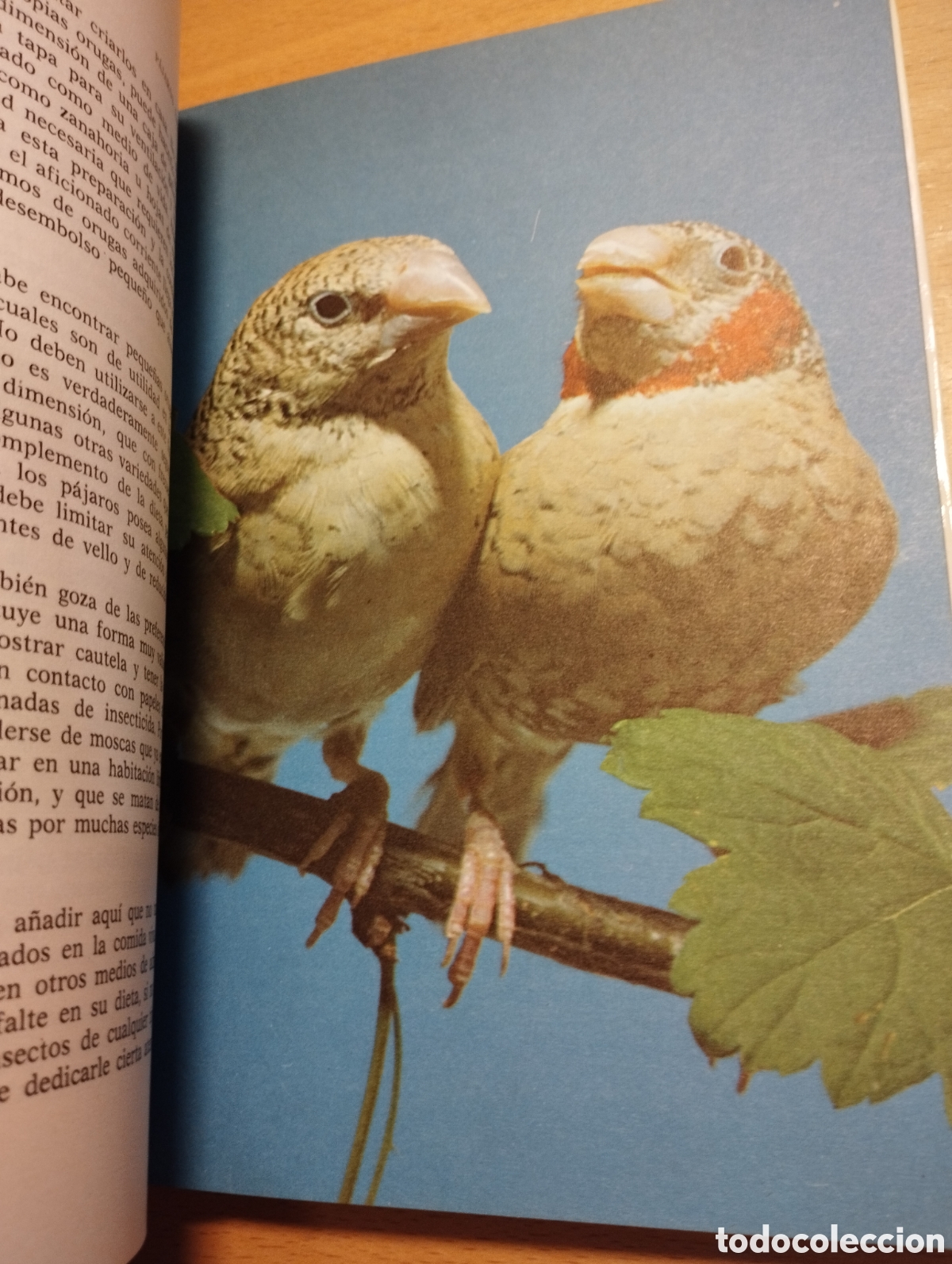 Libros de segunda mano: P&Aacute;JAROS EX&Oacute;TICOS. VARIEDADES, CRIA Y CUIDADOS (P. M. SODERBERG) - Foto 10
