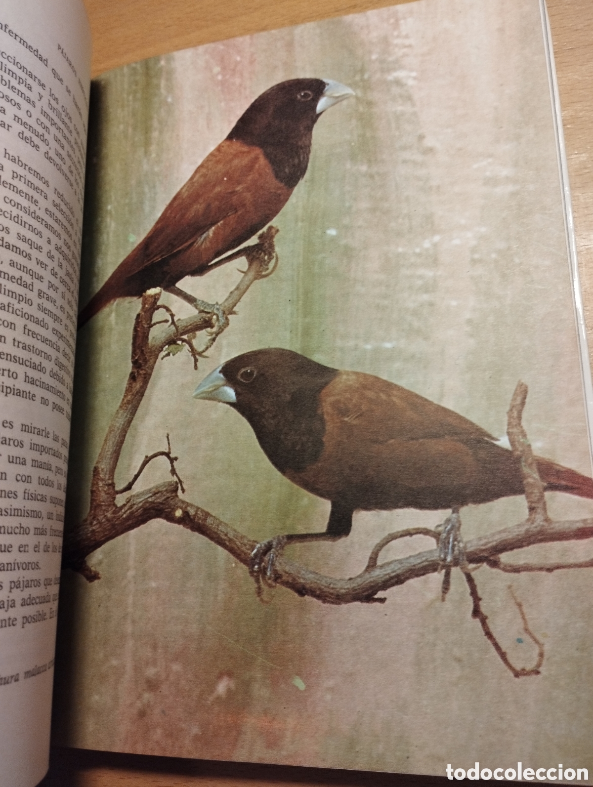 Libros de segunda mano: P&Aacute;JAROS EX&Oacute;TICOS. VARIEDADES, CRIA Y CUIDADOS (P. M. SODERBERG) - Foto 11