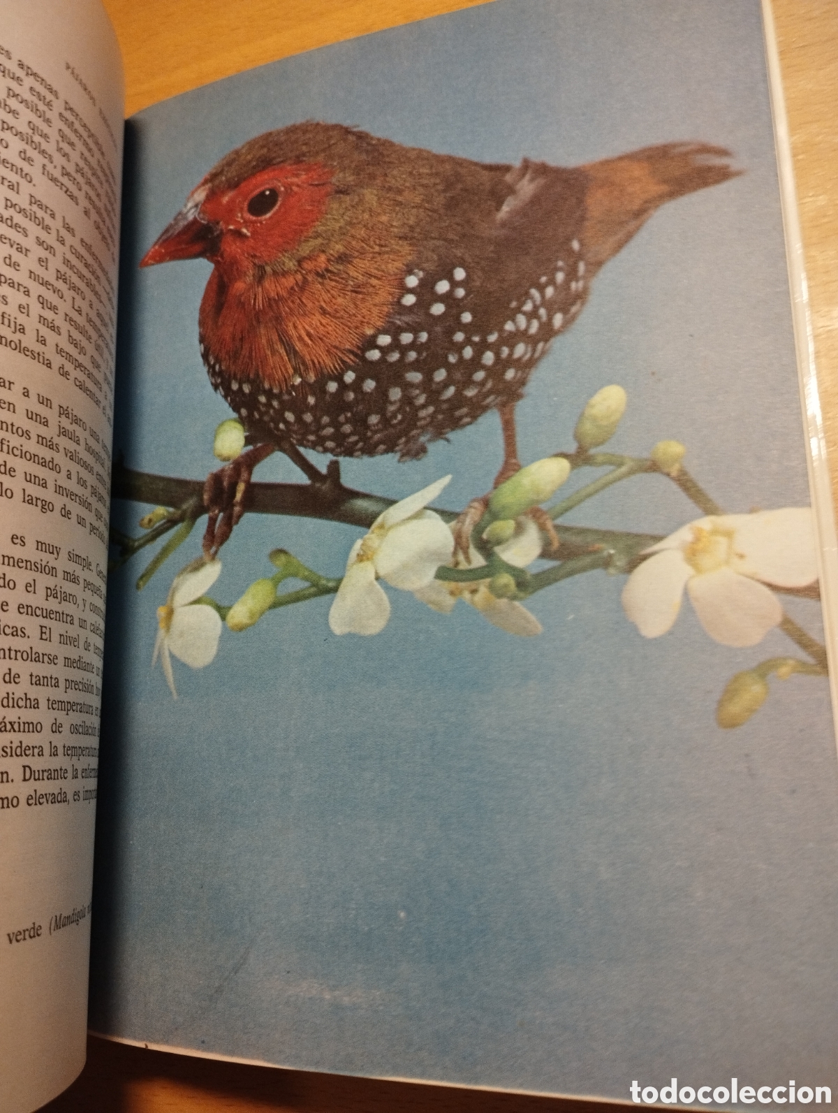 Libros de segunda mano: P&Aacute;JAROS EX&Oacute;TICOS. VARIEDADES, CRIA Y CUIDADOS (P. M. SODERBERG) - Foto 13
