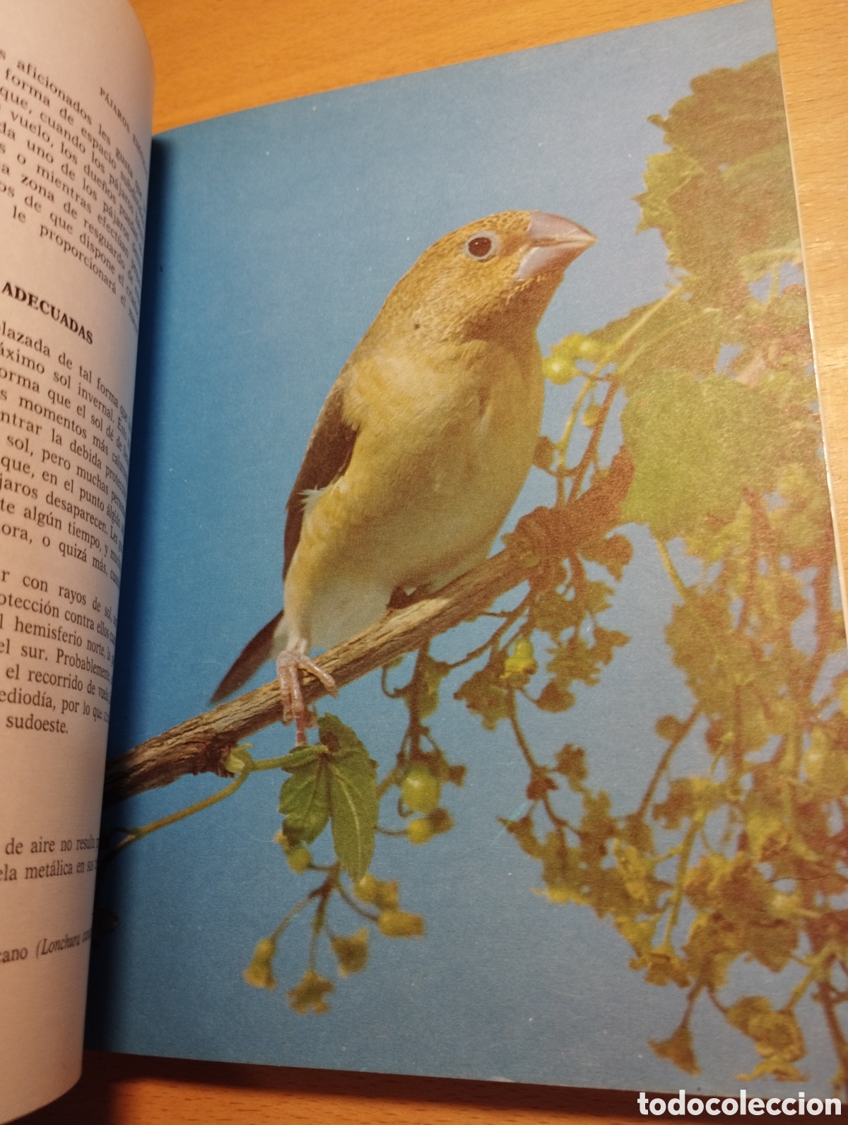 Libros de segunda mano: P&Aacute;JAROS EX&Oacute;TICOS. VARIEDADES, CRIA Y CUIDADOS (P. M. SODERBERG) - Foto 14