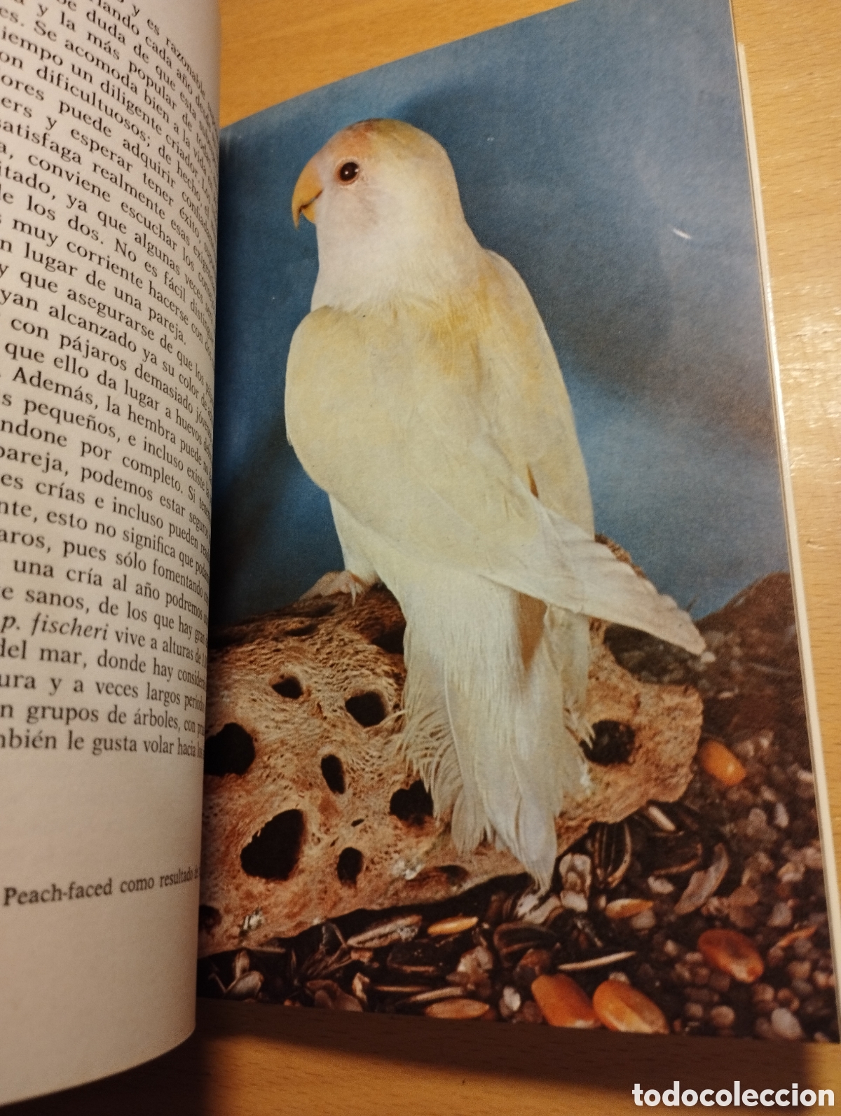 Libros de segunda mano: AGAPORNIS. LOS INSEPARABLES (DR. MATTHEW M. VRIENDS) - Foto 5