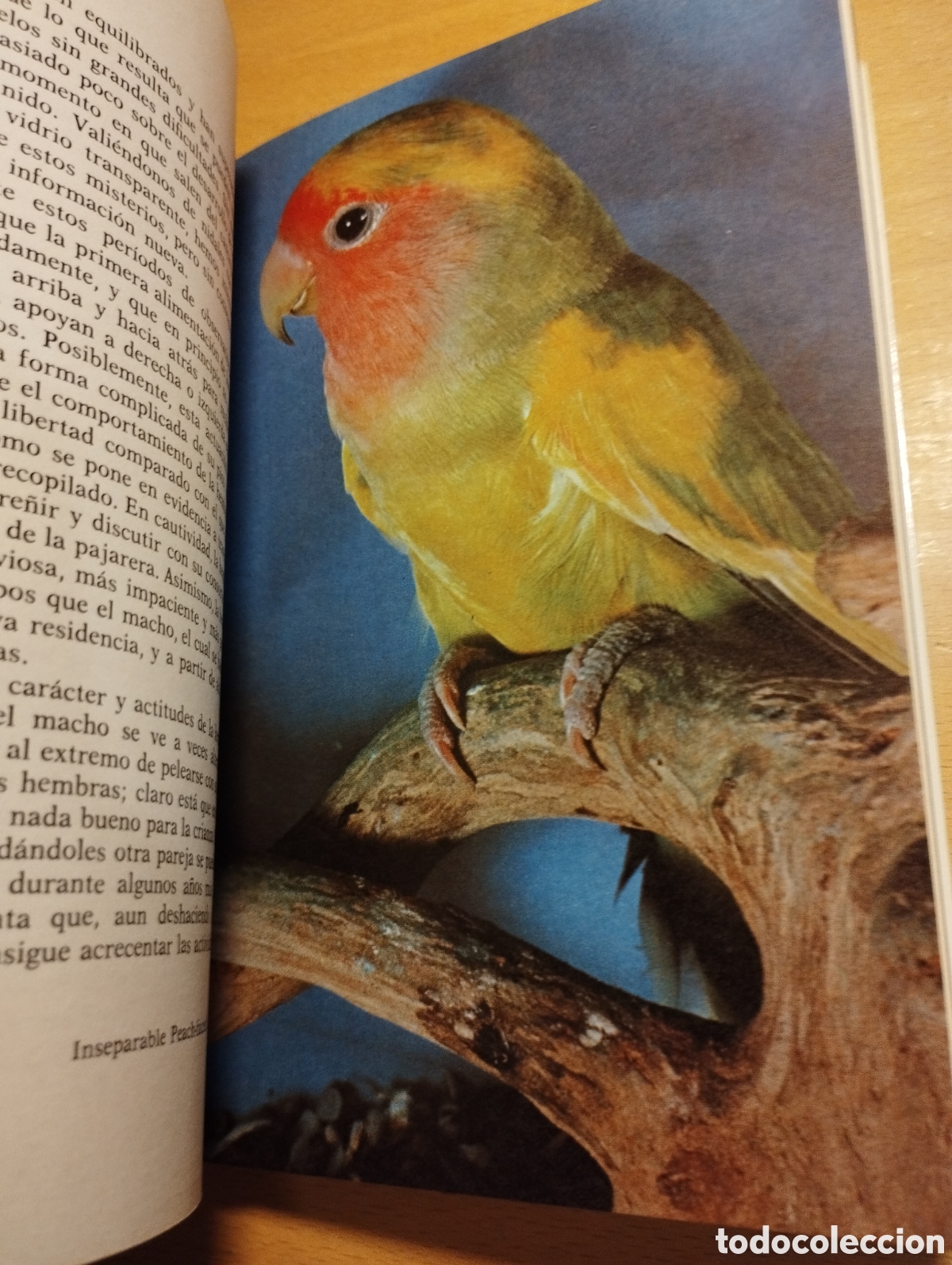 Libros de segunda mano: AGAPORNIS. LOS INSEPARABLES (DR. MATTHEW M. VRIENDS) - Foto 6