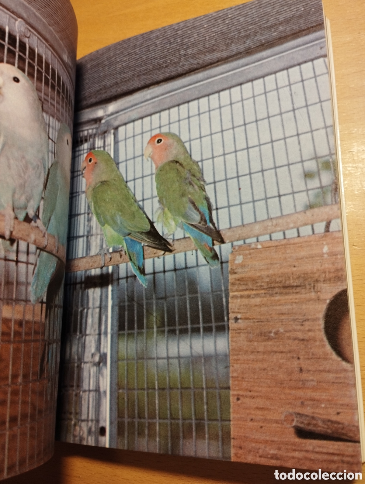 Libros de segunda mano: AGAPORNIS. LOS INSEPARABLES (DR. MATTHEW M. VRIENDS) - Foto 7