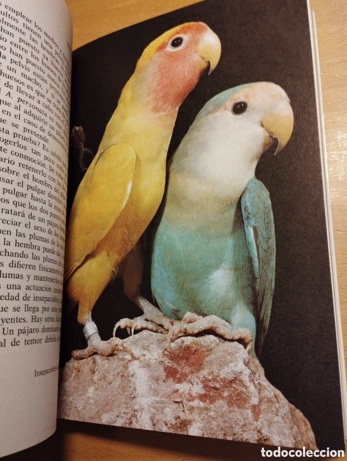 Libros de segunda mano: AGAPORNIS. LOS INSEPARABLES (DR. MATTHEW M. VRIENDS) - Foto 8