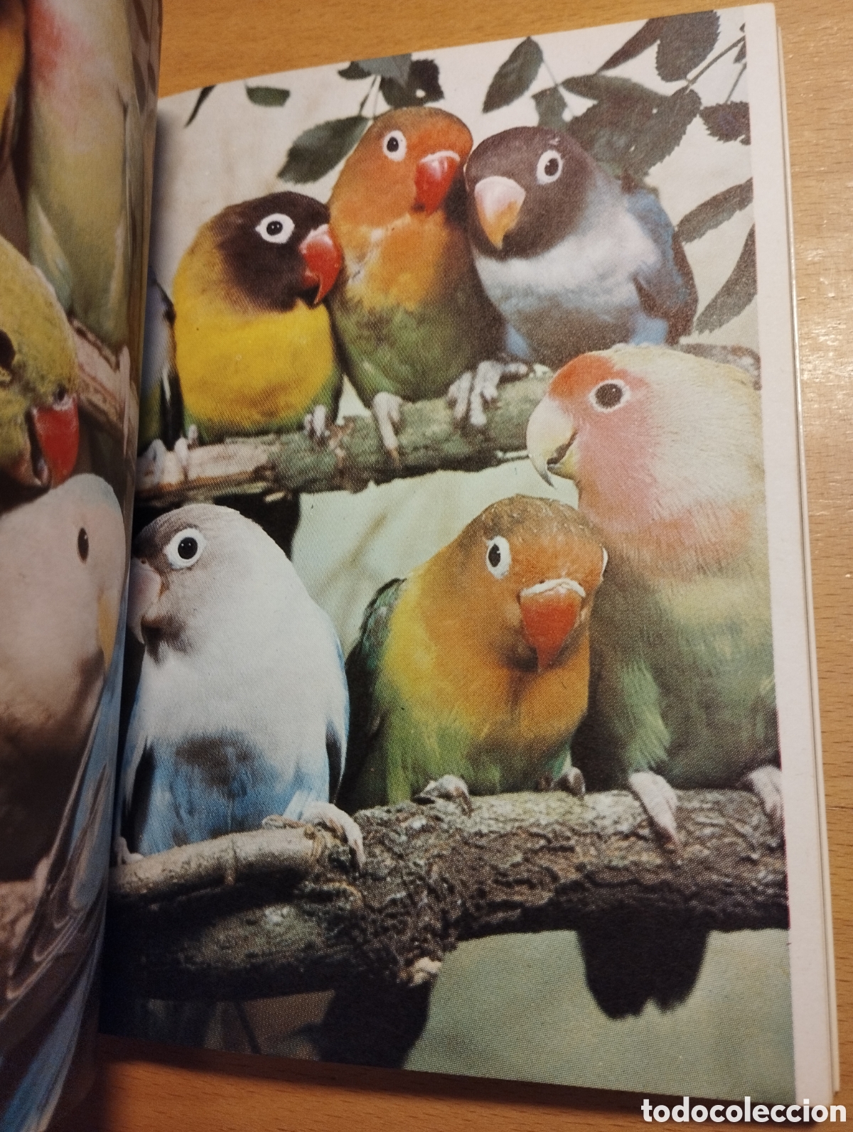 Libros de segunda mano: AGAPORNIS. LOS INSEPARABLES (DR. MATTHEW M. VRIENDS) - Foto 9