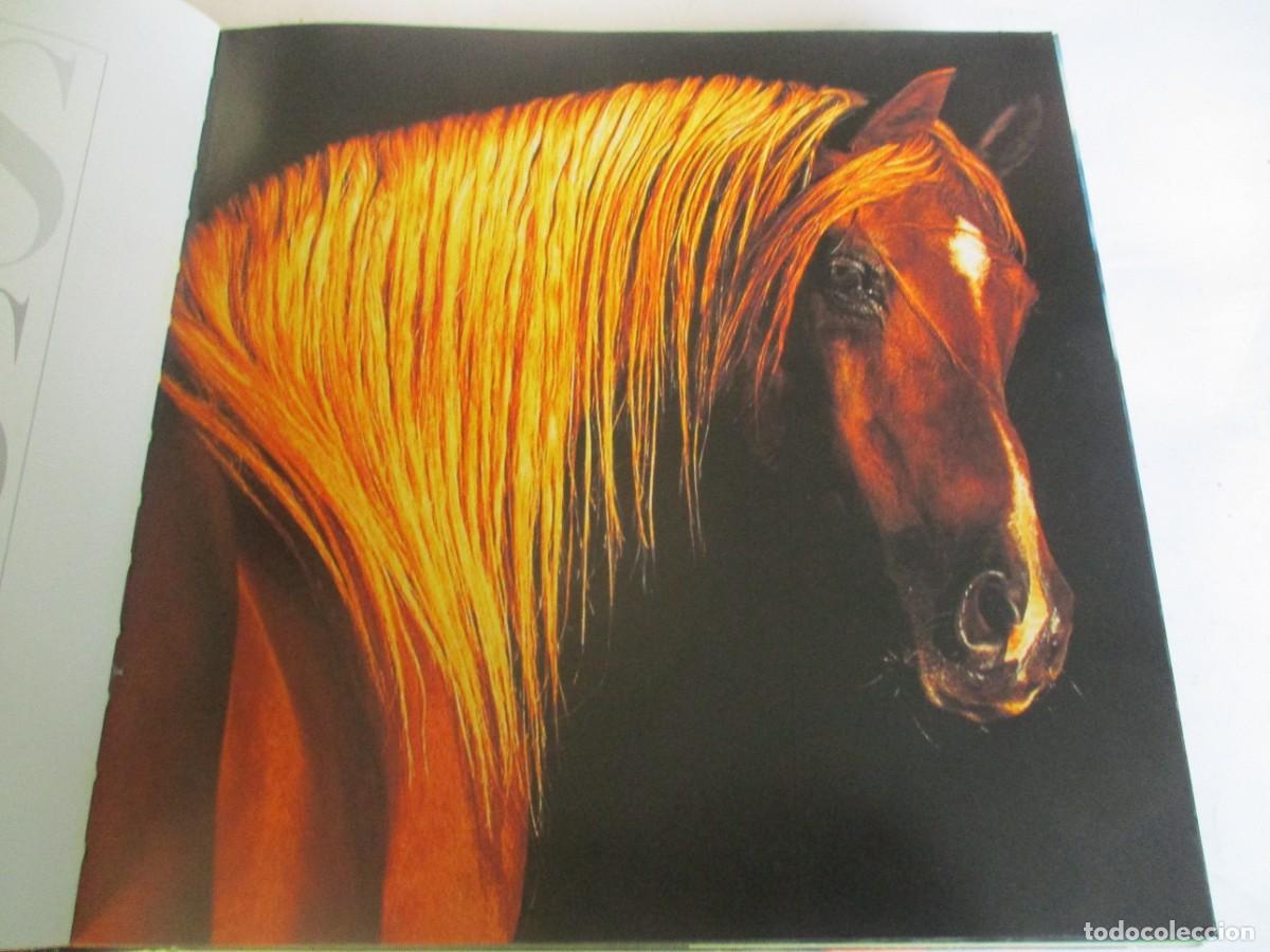 Libros de segunda mano: CABALLOS W19925 - Foto 2