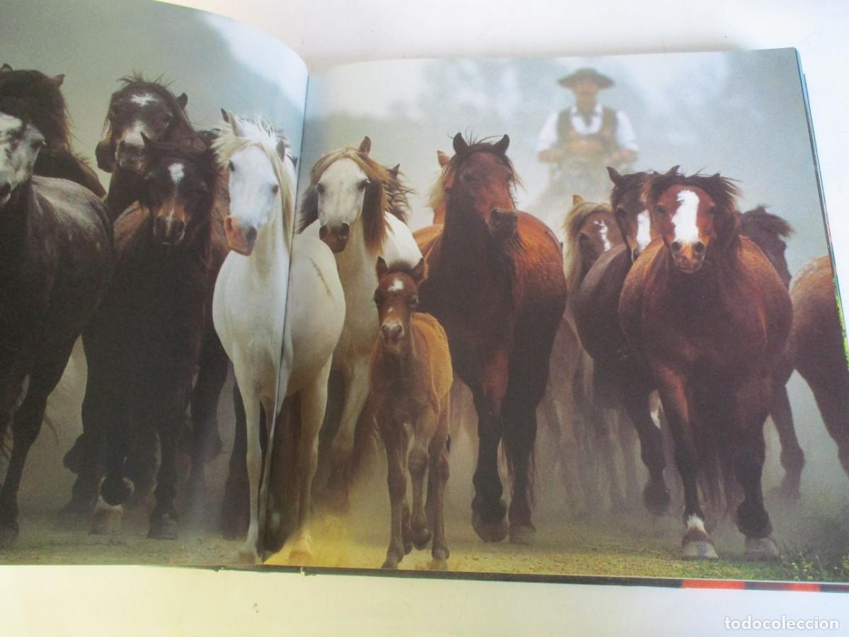 Libros de segunda mano: CABALLOS W19925 - Foto 4