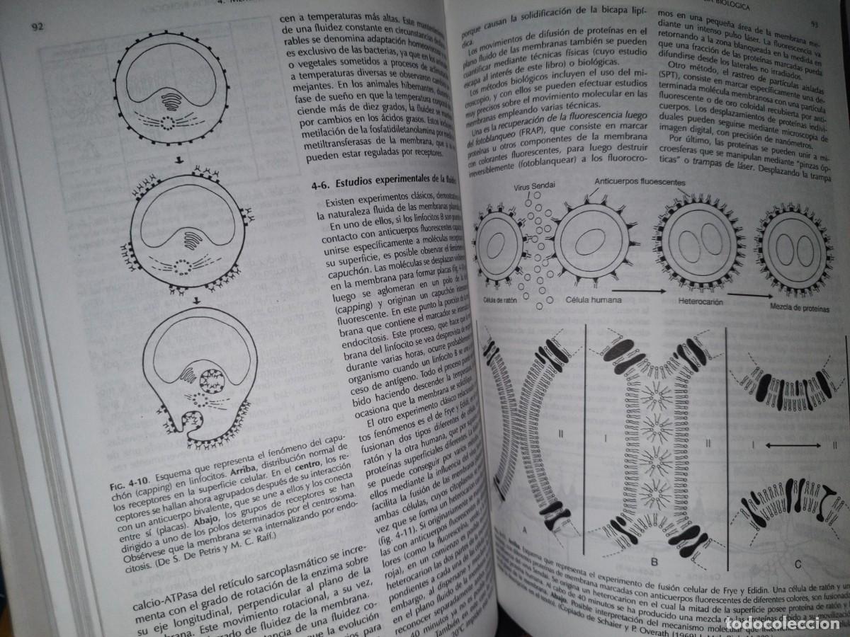 Libros de segunda mano: 170- BIOLOG&Iacute;A CELULAR Y MOLECULAR DE EDUARDO D. P. DE ROBERTIS - EDITORIAL EL ATENEO - Foto 9