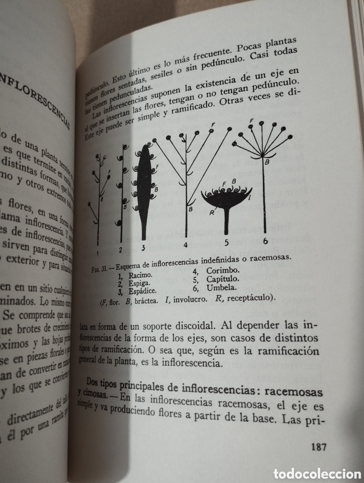 Libros de segunda mano: LOS ARBUSTOS EN FLOR (NOEL CLARASO) - Foto 6