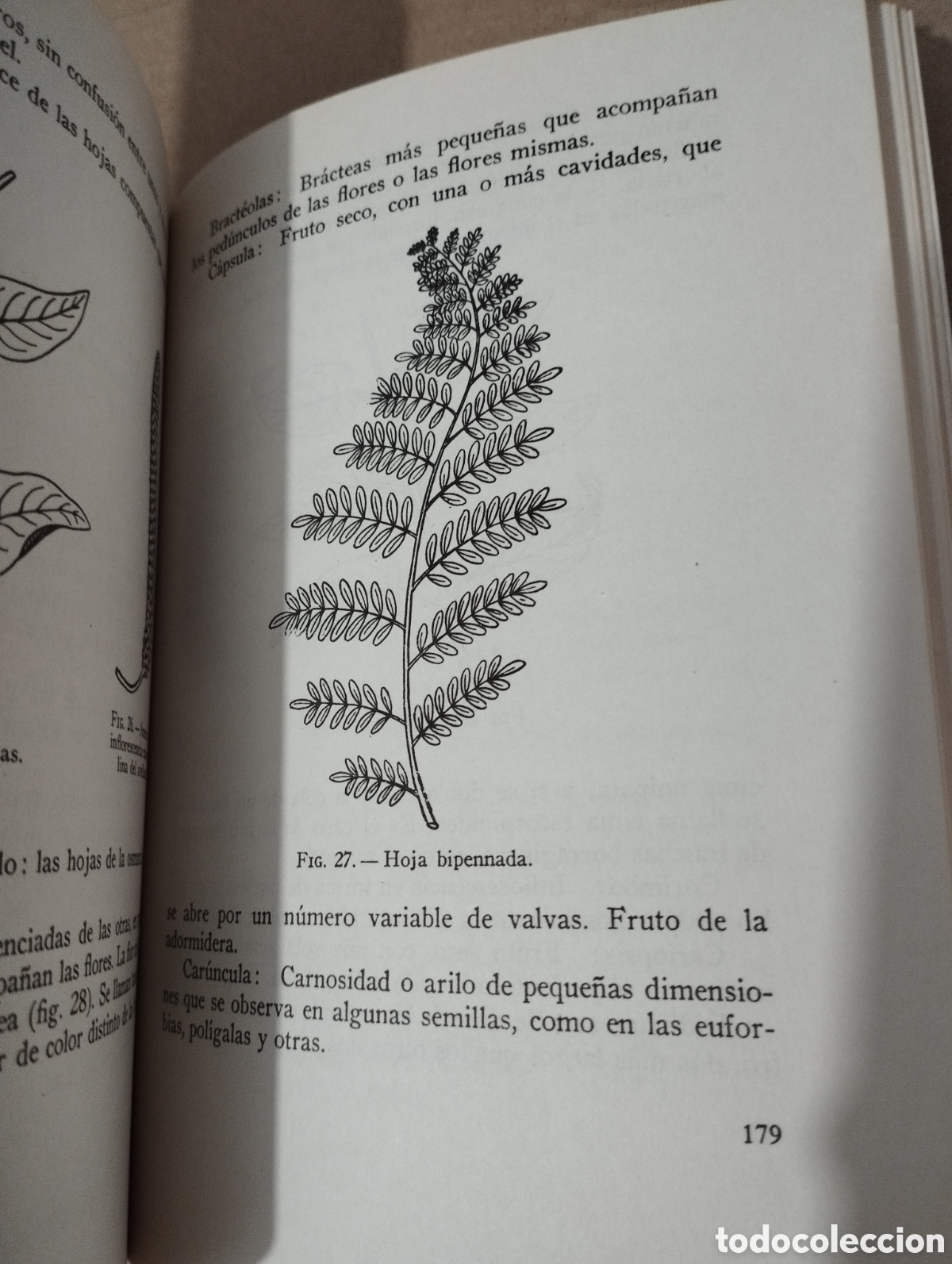 Libros de segunda mano: LOS ARBUSTOS EN FLOR (NOEL CLARASO) - Foto 7