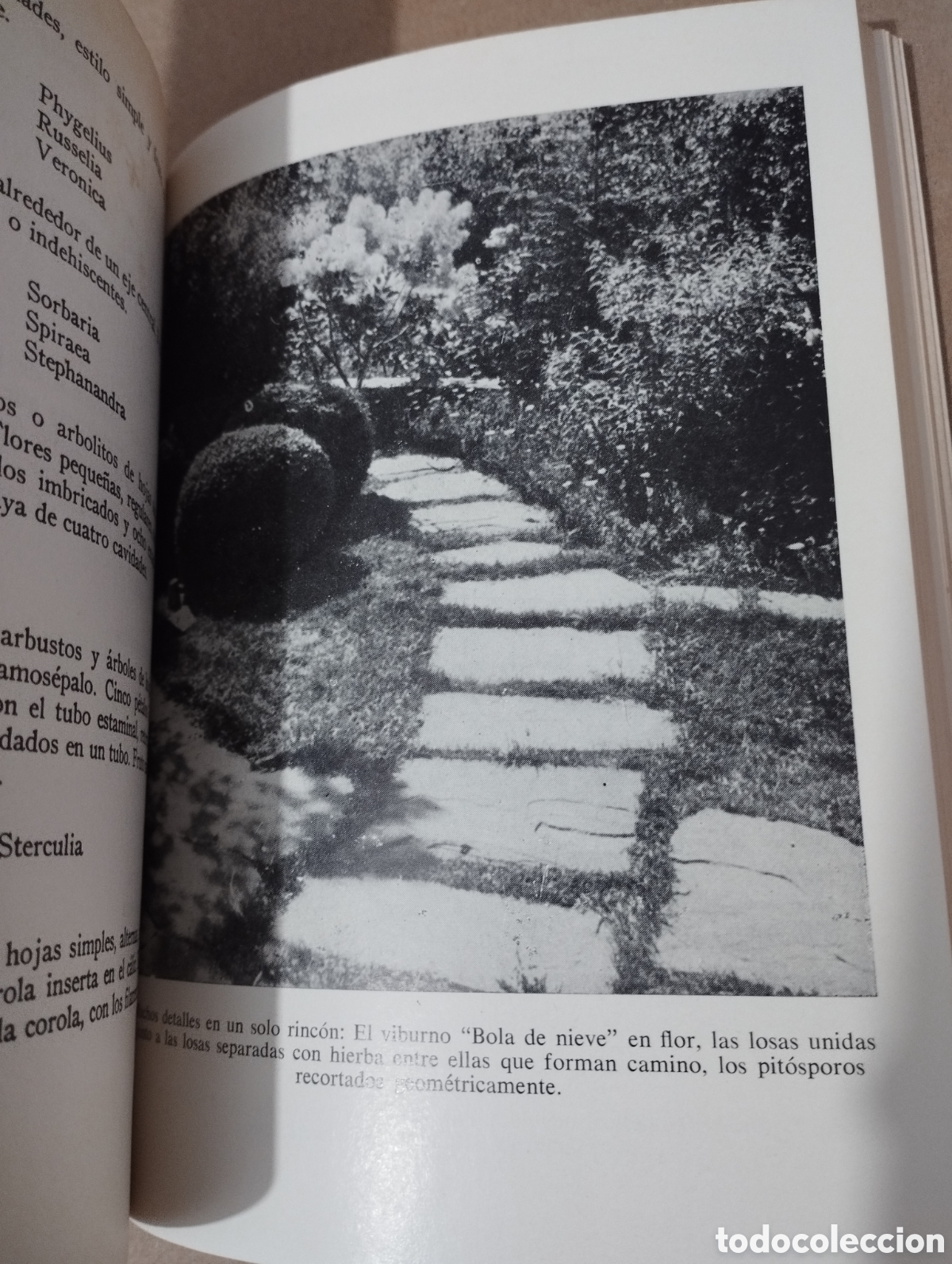 Libros de segunda mano: LOS ARBUSTOS EN FLOR (NOEL CLARASO) - Foto 8