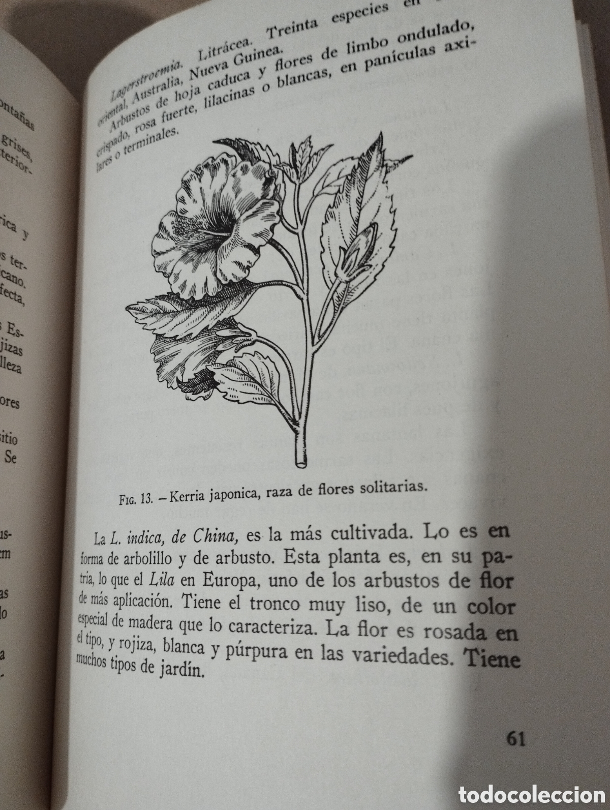 Libros de segunda mano: LOS ARBUSTOS EN FLOR (NOEL CLARASO) - Foto 9