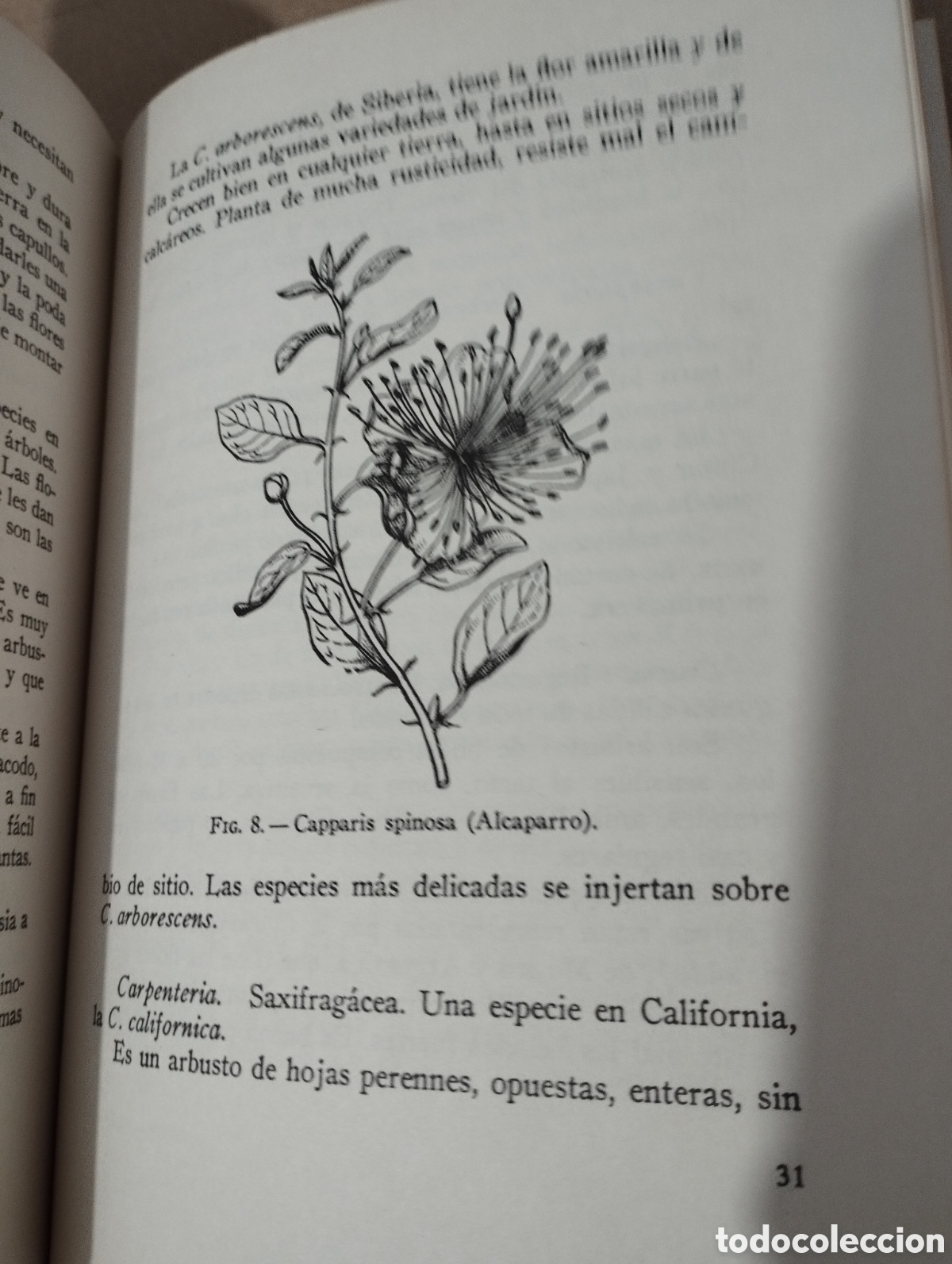Libros de segunda mano: LOS ARBUSTOS EN FLOR (NOEL CLARASO) - Foto 10
