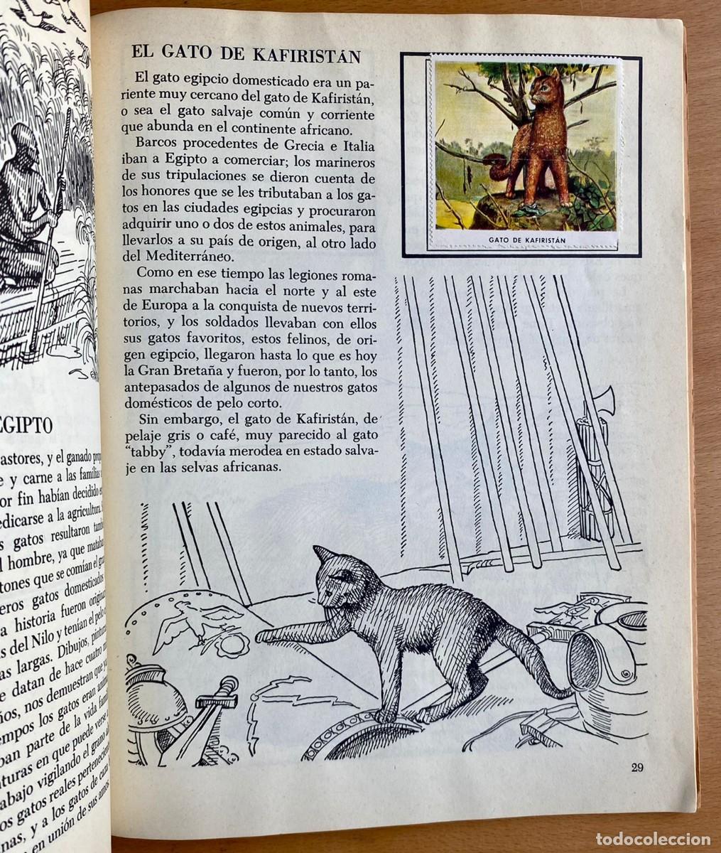 Libros de segunda mano: Un libro de oro de estampas, Gatos - Foto 3