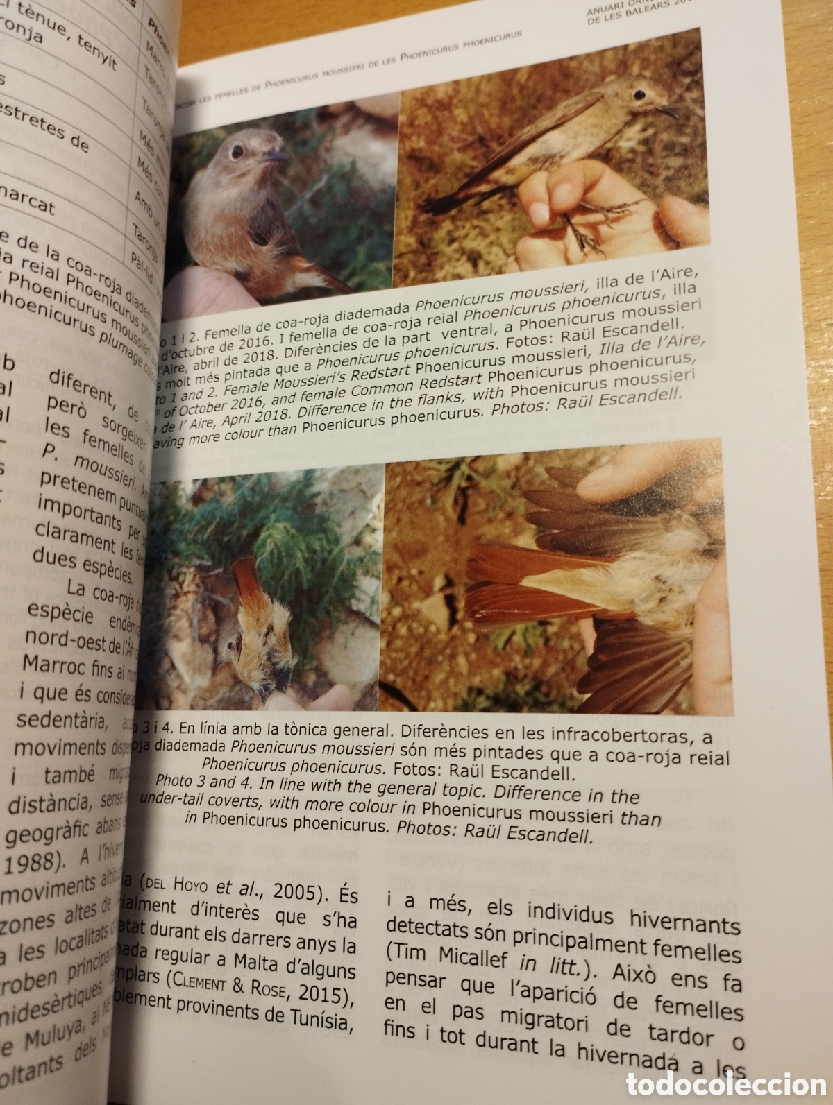 Libros de segunda mano: ANUARI ORNITOL&Ograve;GIC DE LES BALEARS, ANY 2017. VOLUM 32 - Foto 11