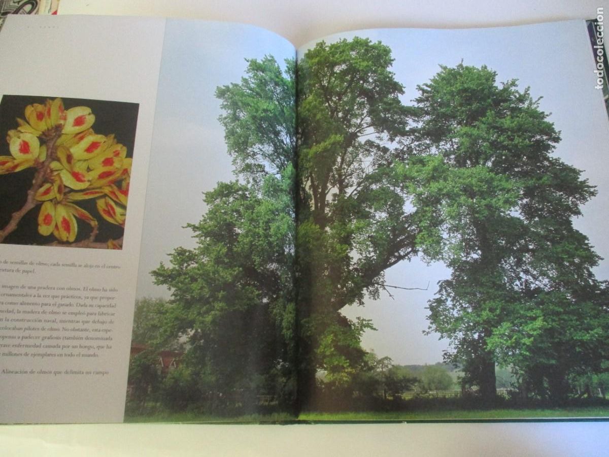 Libros de segunda mano: JENNY LINFORD El &aacute;rbol W20322 - Foto 4