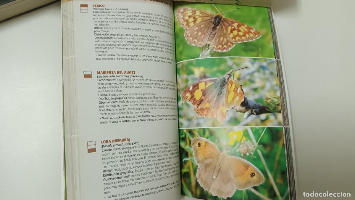 Libros de segunda mano: MARIPOSAS DE EUROPA - VINCENT ALBOUY - - Foto 4