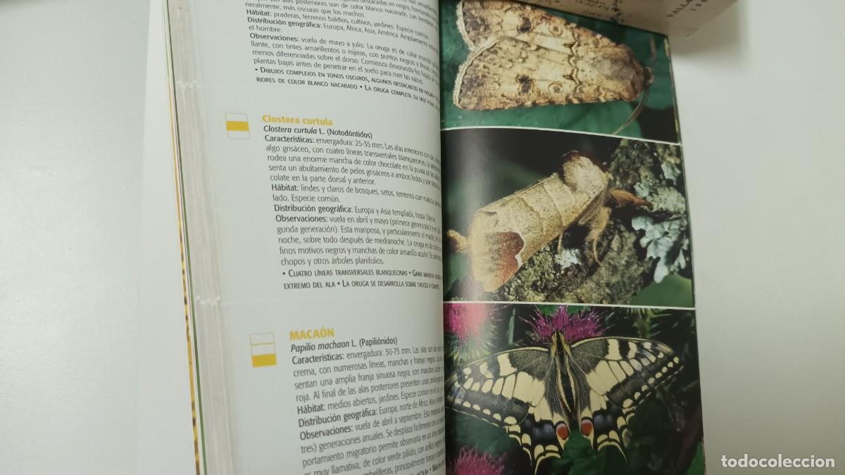 Libros de segunda mano: MARIPOSAS DE EUROPA - VINCENT ALBOUY - - Foto 5