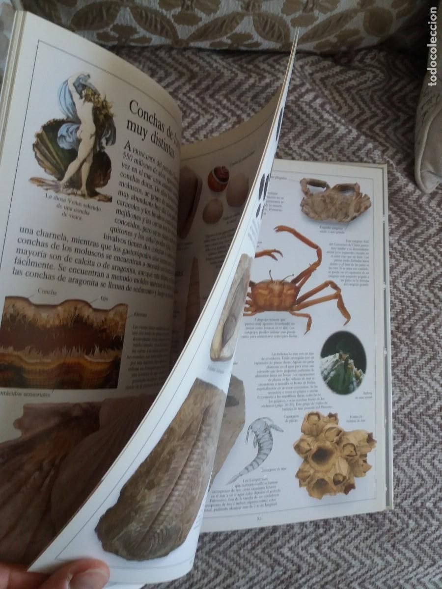 Libros de segunda mano: LOS F&Oacute;SILES. BIBLIOTECA VISUAL ALTEA - Foto 2