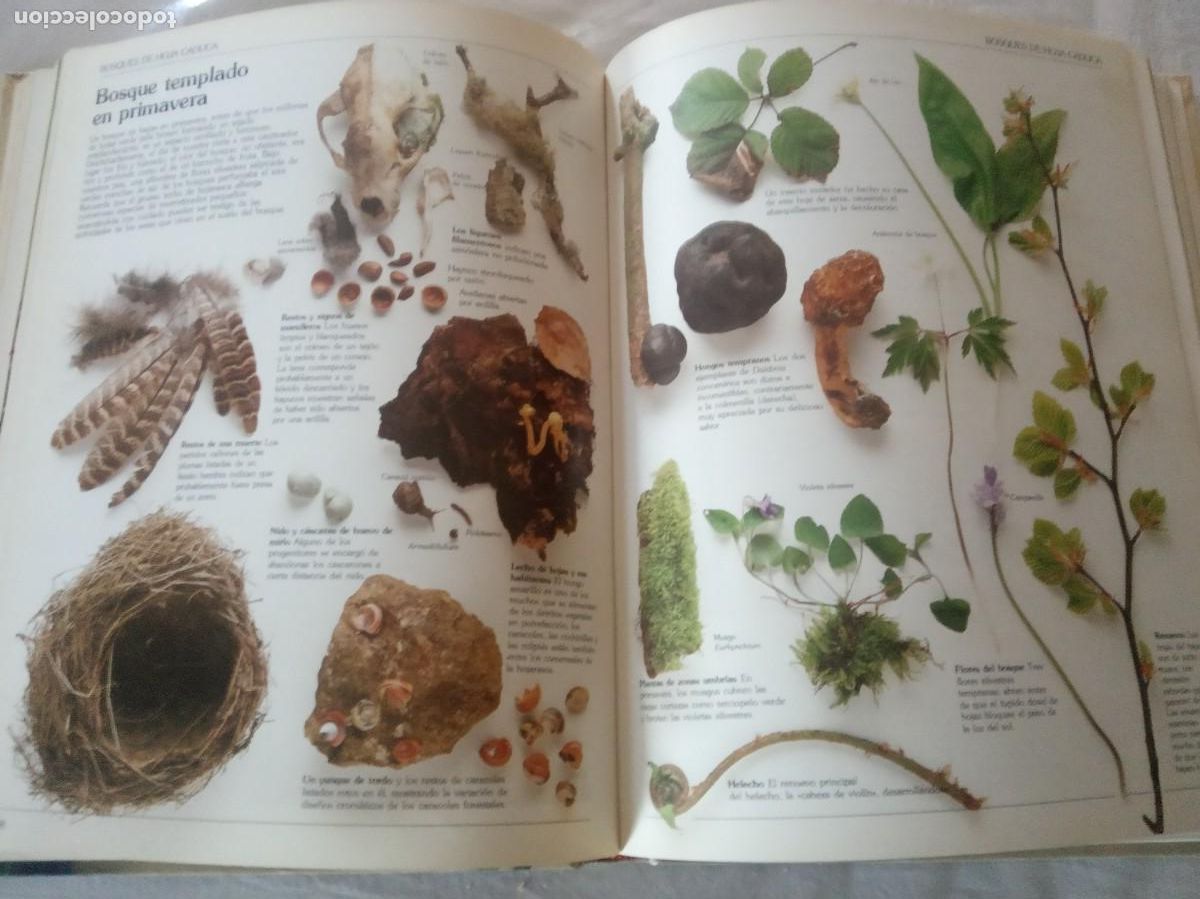 Libros de segunda mano: GUIA DEL NATURALISTA / GERALD DURRELL. - Foto 4