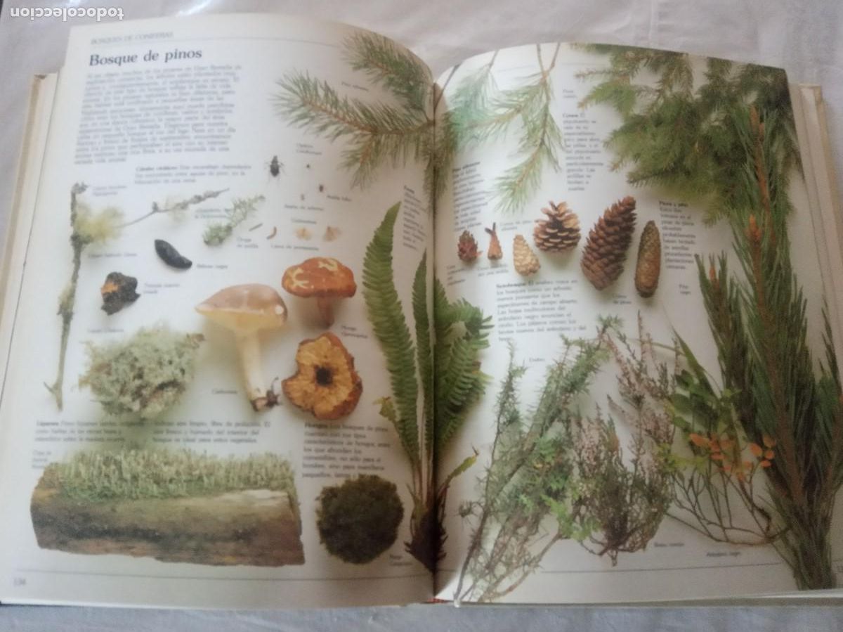 Libros de segunda mano: GUIA DEL NATURALISTA / GERALD DURRELL. - Foto 5