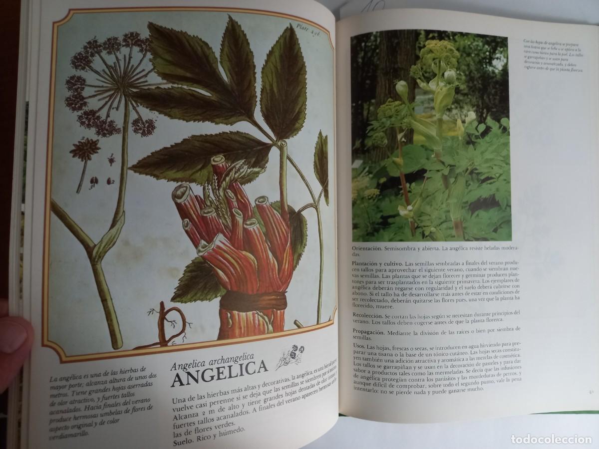 Libros de segunda mano: EL MUNDO DE LAS HIERBAS CAROLINE AUSTIN - Foto 7