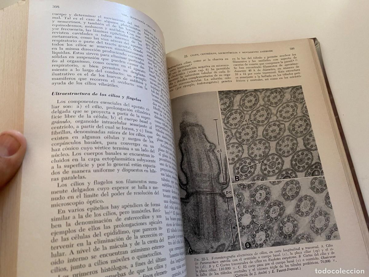 Libros de segunda mano: BIOLOG&Iacute;A CELULAR - DE ROBERTIS - LIBRERIA EL ATENEO - OCTAVA EDICI&Oacute;N - Foto 8