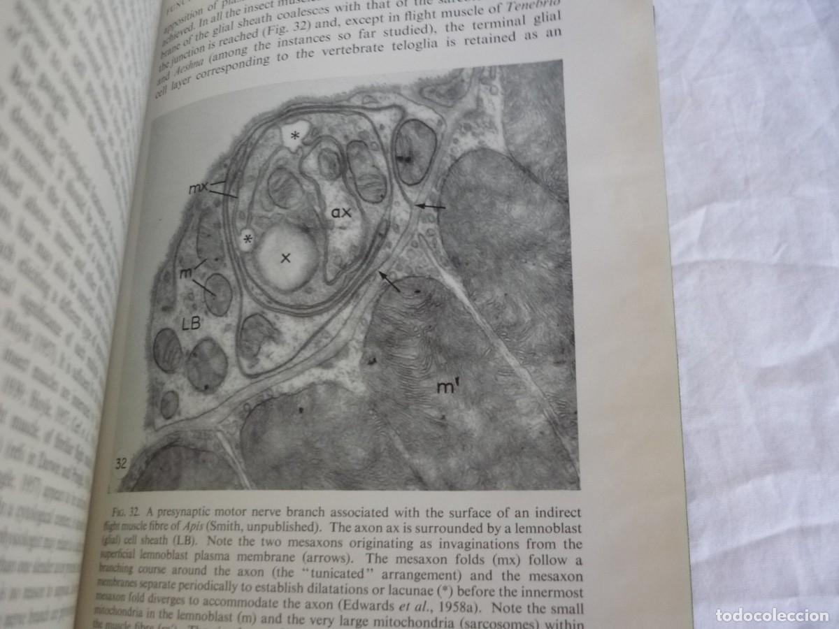 Libros de segunda mano: Advances in insect physiology, 1963, Academic press, en ingl&eacute;s - Foto 9