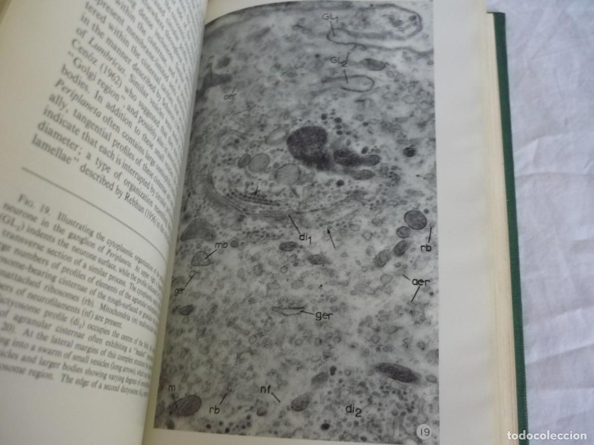Libros de segunda mano: Advances in insect physiology, 1963, Academic press, en ingl&eacute;s - Foto 10