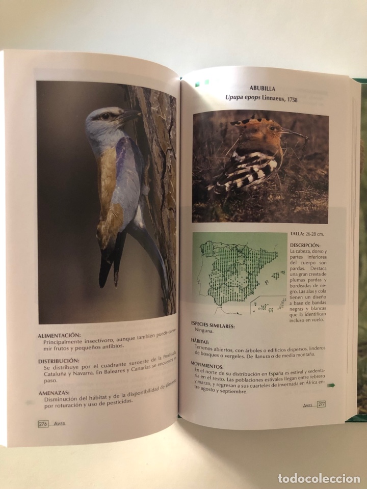 Libros de segunda mano: AVES NIDIFICANTES DE ESPA&Ntilde;A. &iexcl;NUEVO! - Foto 3