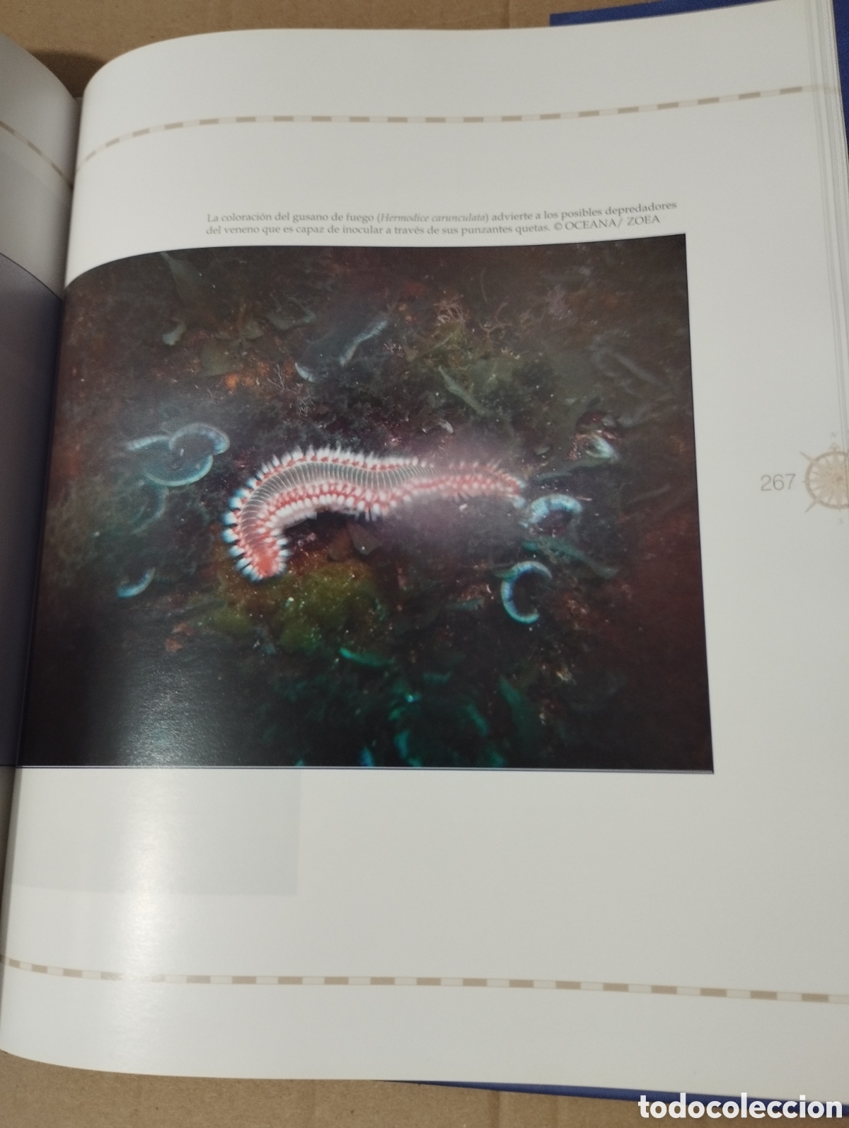 Libros de segunda mano: 12000 MILLAS EN DEFENSA DE LOS MARES. LA EXPEDICI&Oacute;N DEL OCEANA RANGER - Foto 5