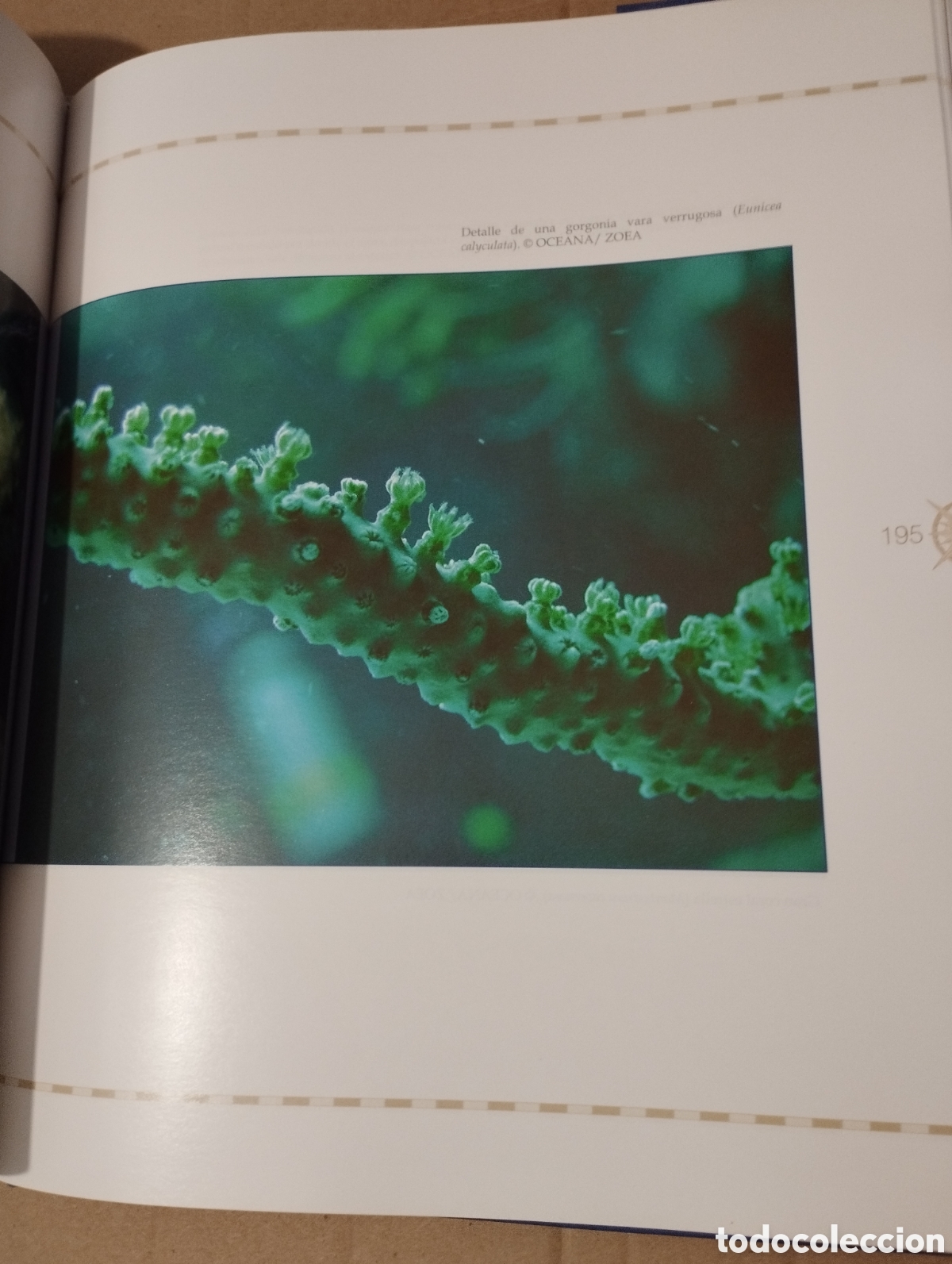 Libros de segunda mano: 12000 MILLAS EN DEFENSA DE LOS MARES. LA EXPEDICI&Oacute;N DEL OCEANA RANGER - Foto 8